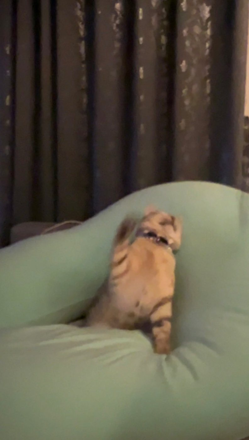 クッションの上でくつろぐ猫